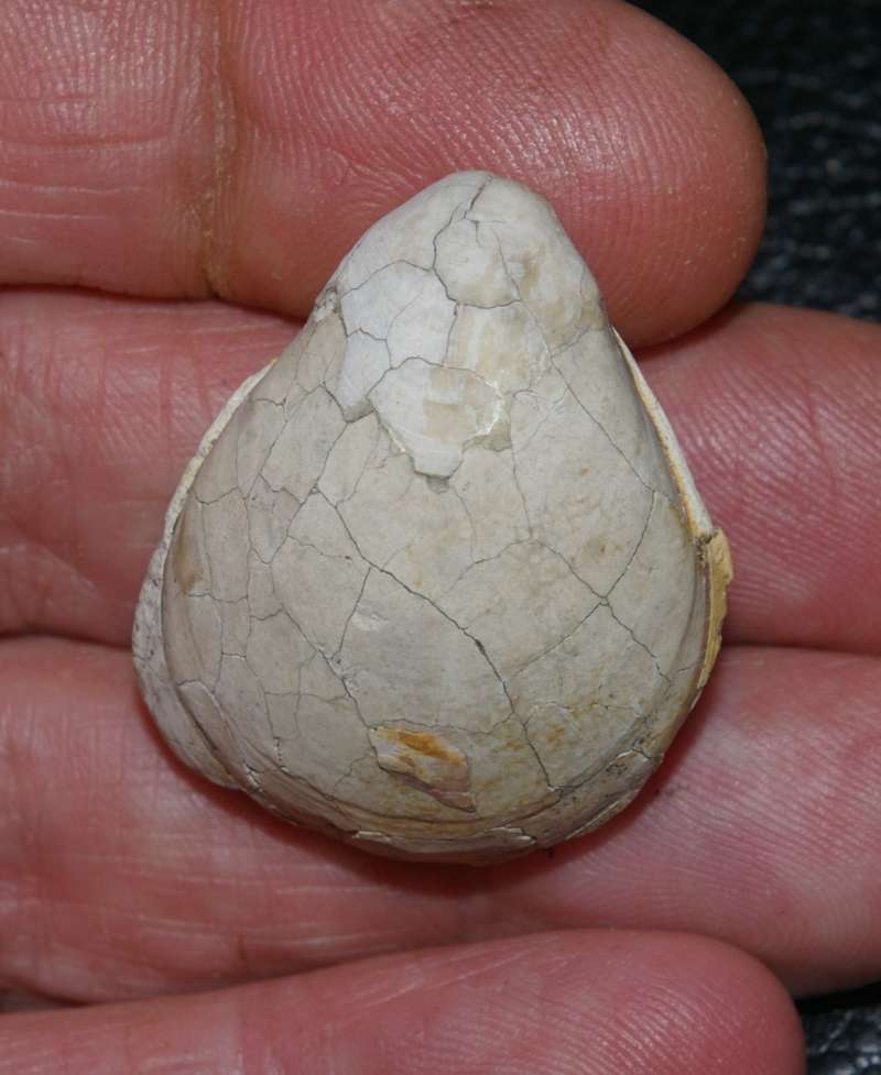  Terebratulina chrysalis