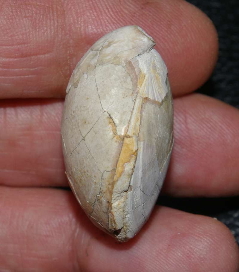  Terebratulina chrysalis