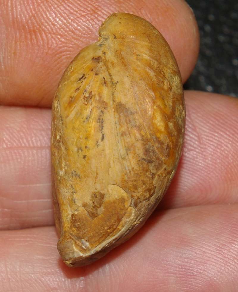  Aromasithyris riazi