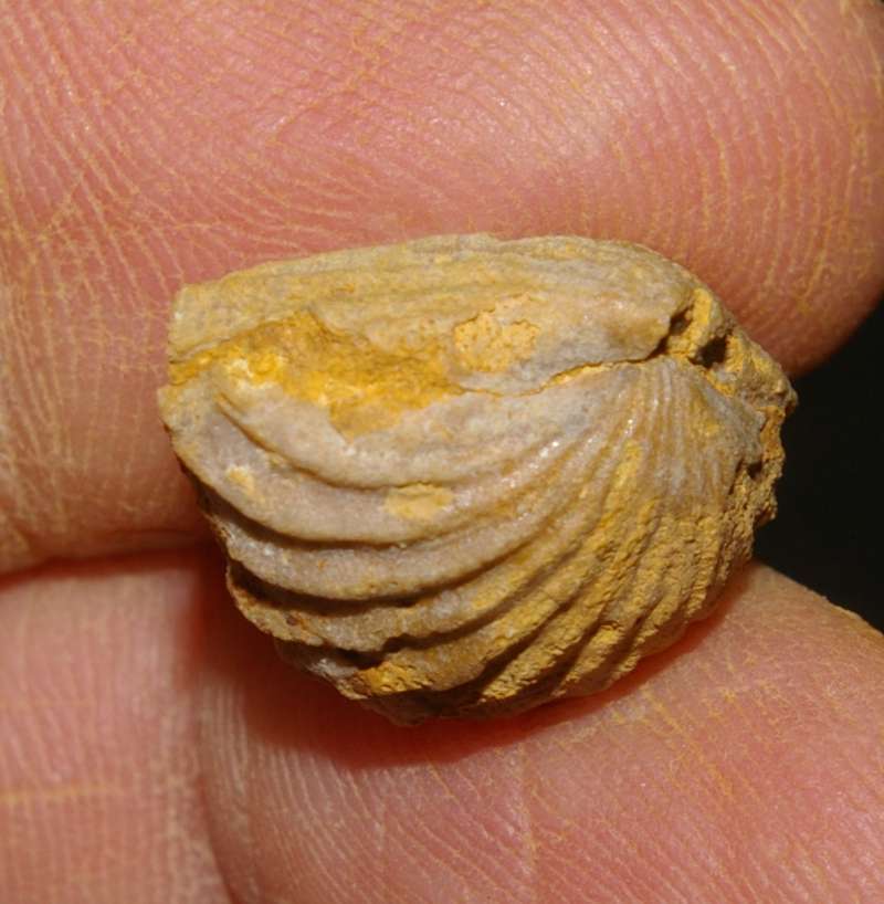  Rhynchonella Dumortieri