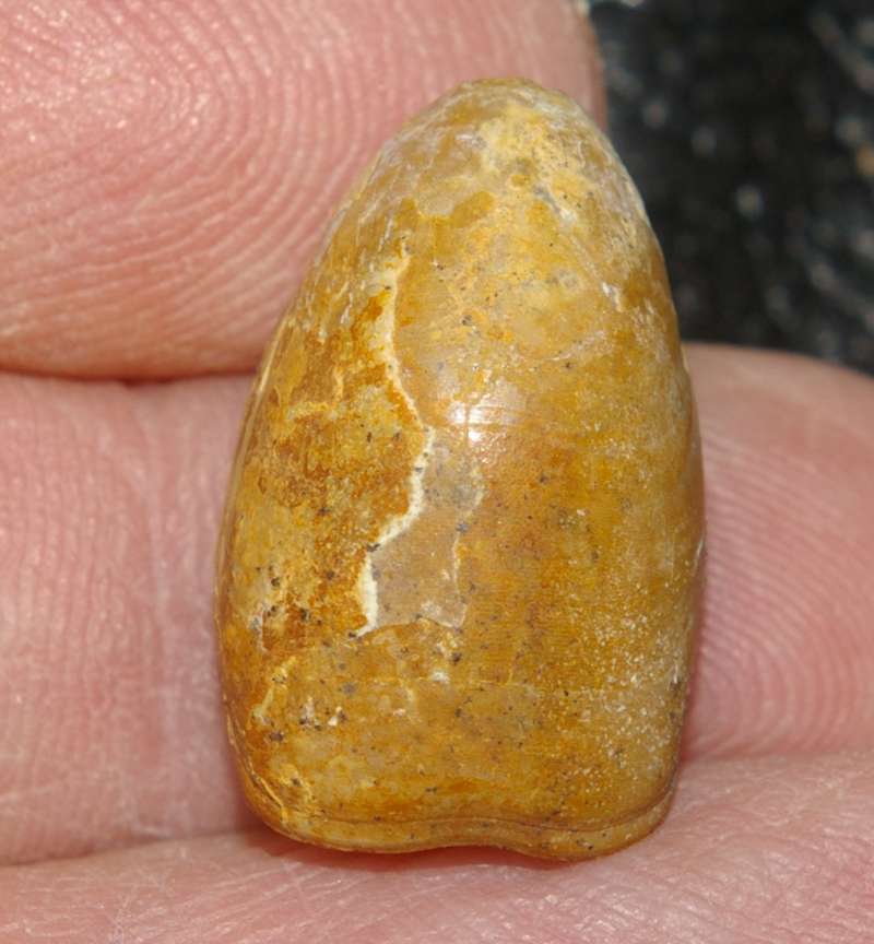  Aulacothyris