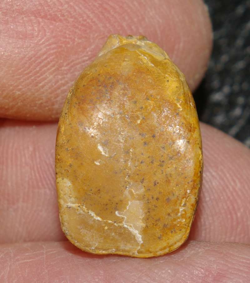  Aulacothyris