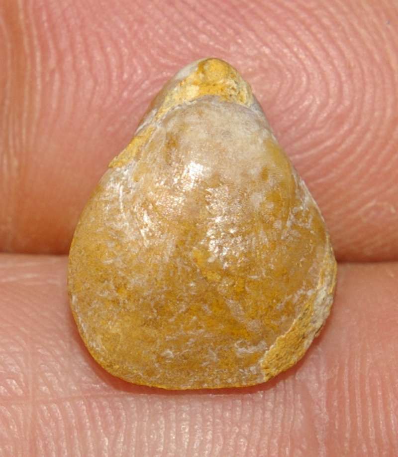  Terebratula dorsoplicata