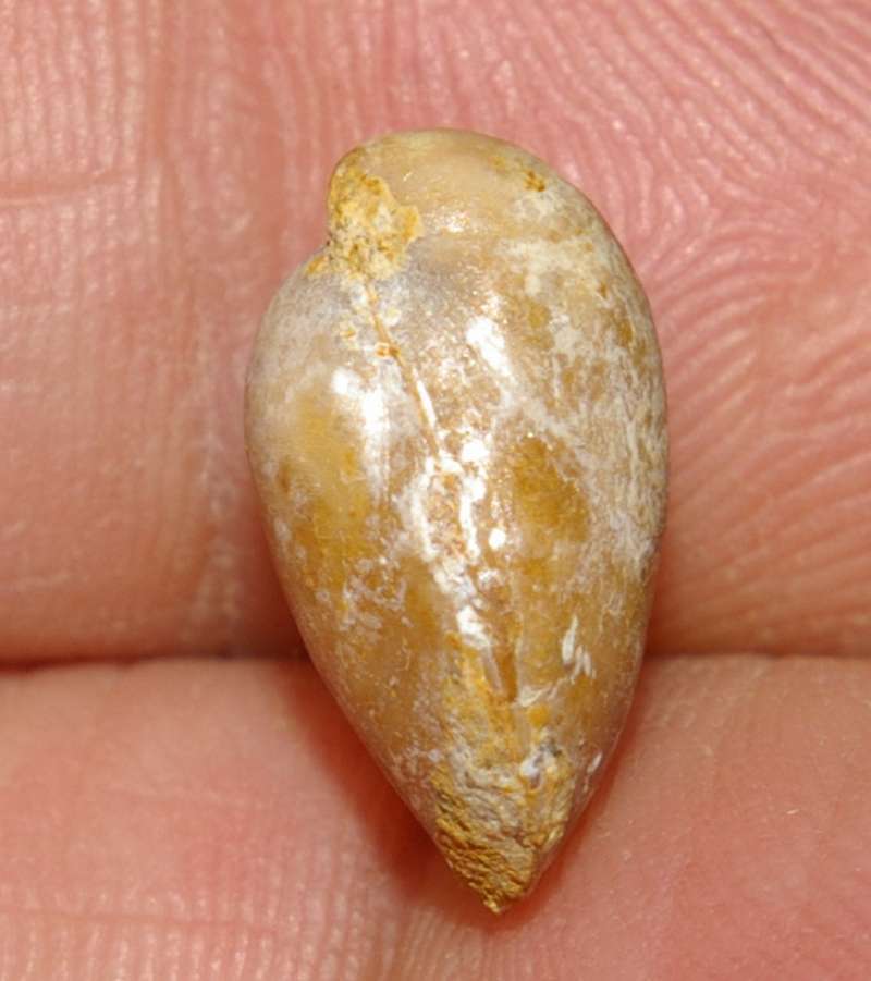  Terebratula dorsoplicata