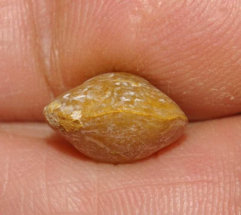  Terebratula dorsoplicata