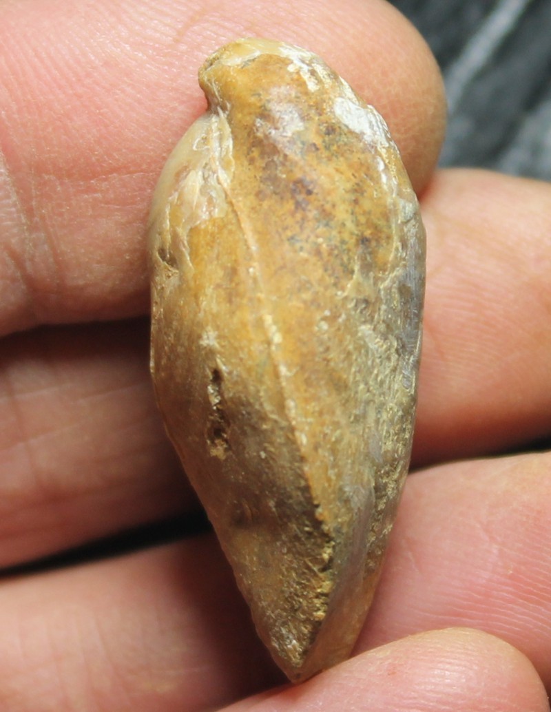  jurassic fossil Terebratula