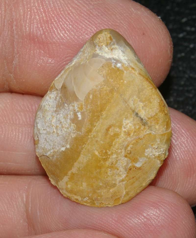  Terebratula dorsoplicata var. perieri
