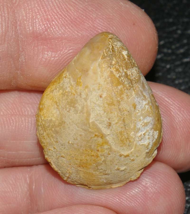  Terebratula dorsoplicata var. perieri