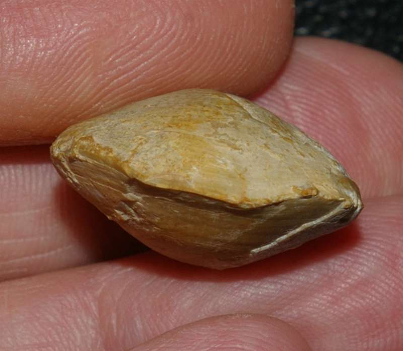  Terebratula dorsoplicata var. perieri 
