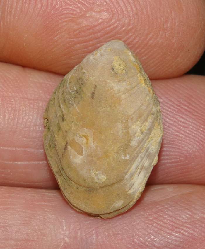  Waldheimia subbuculenta 