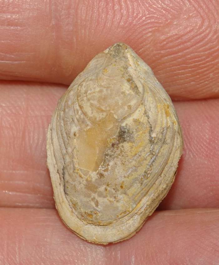  Waldheimia subbuculenta