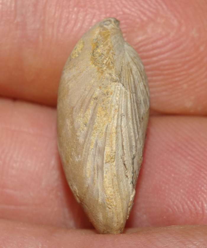  Waldheimia subbuculenta 