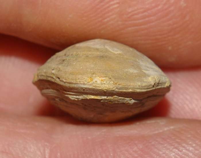  Waldheimia subbuculenta 