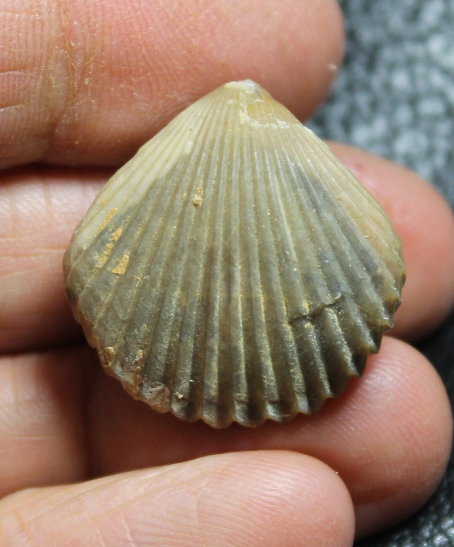  Rhynchonella ferryi 