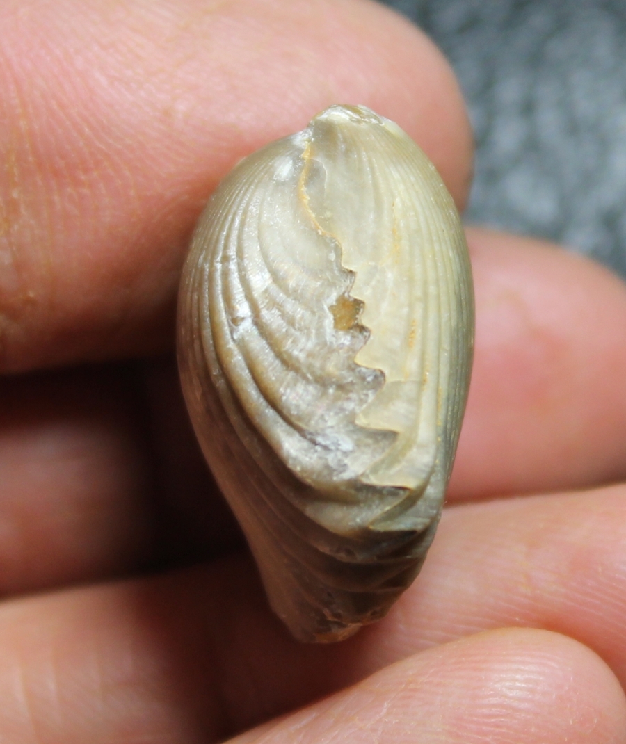  Rhynchonella ferryi 