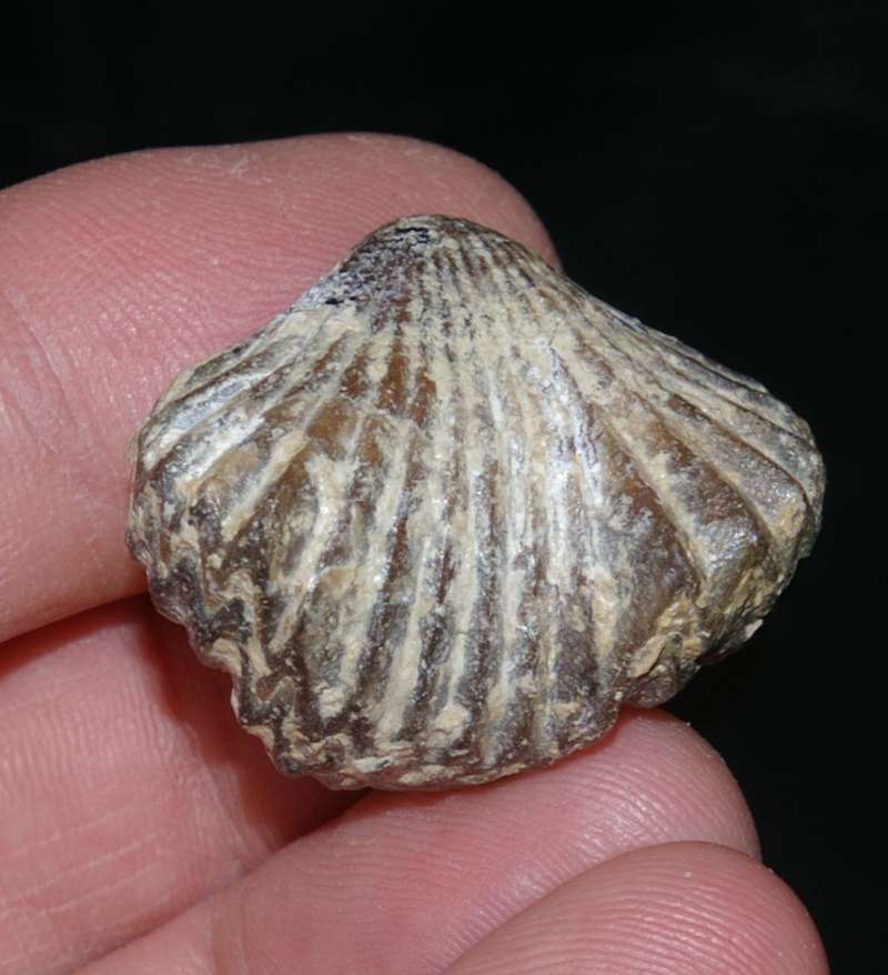 Lacunosella multiplicata