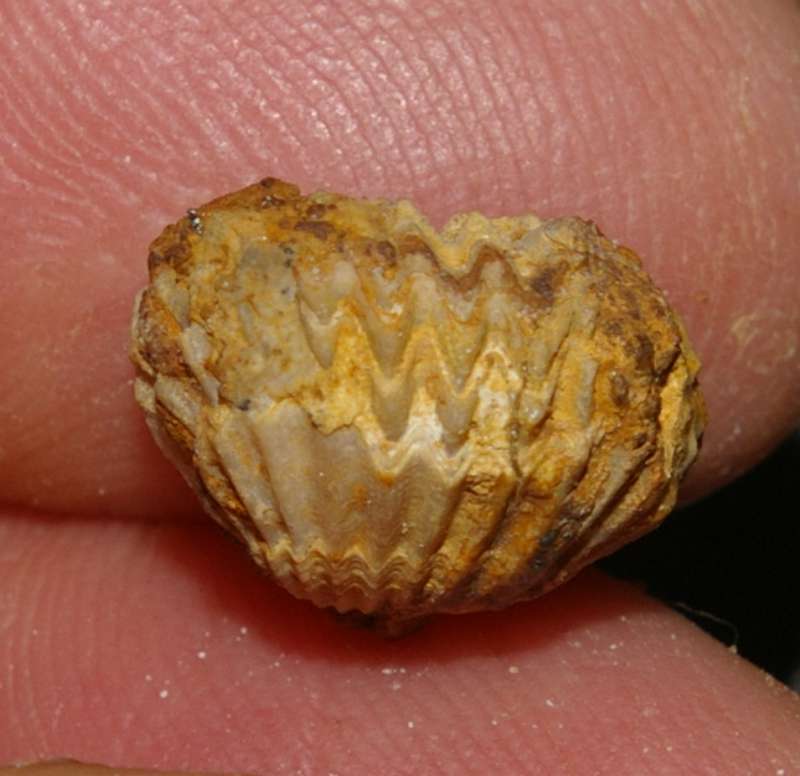  Rhynchonella  