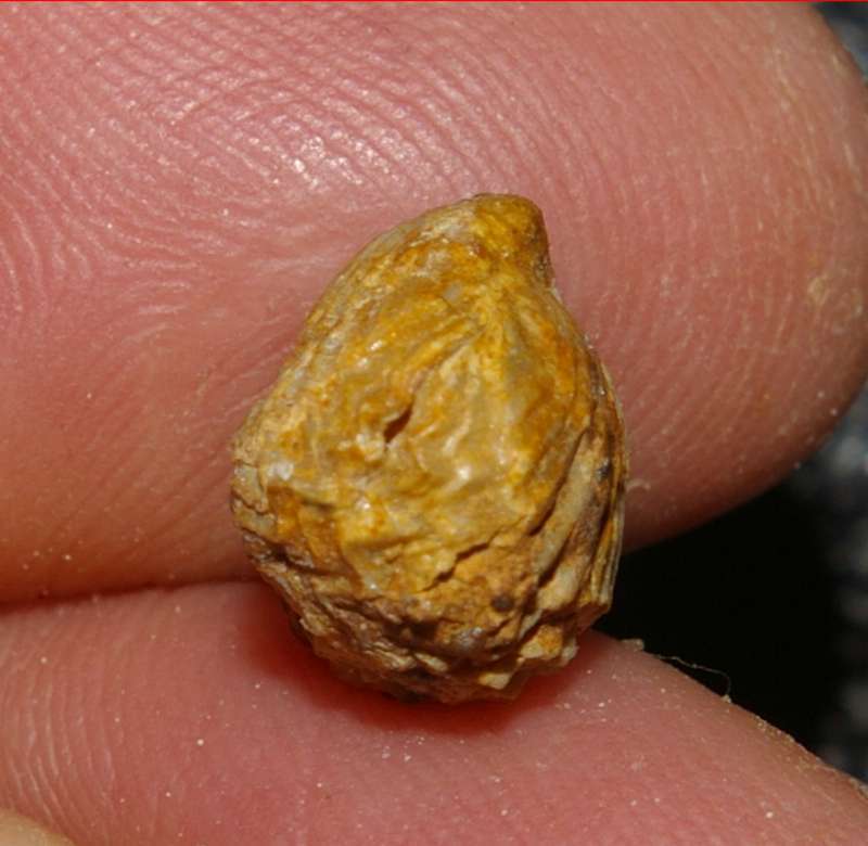  Rhynchonella   