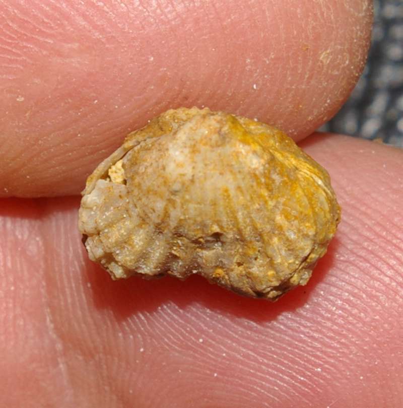  Rhynchonella   