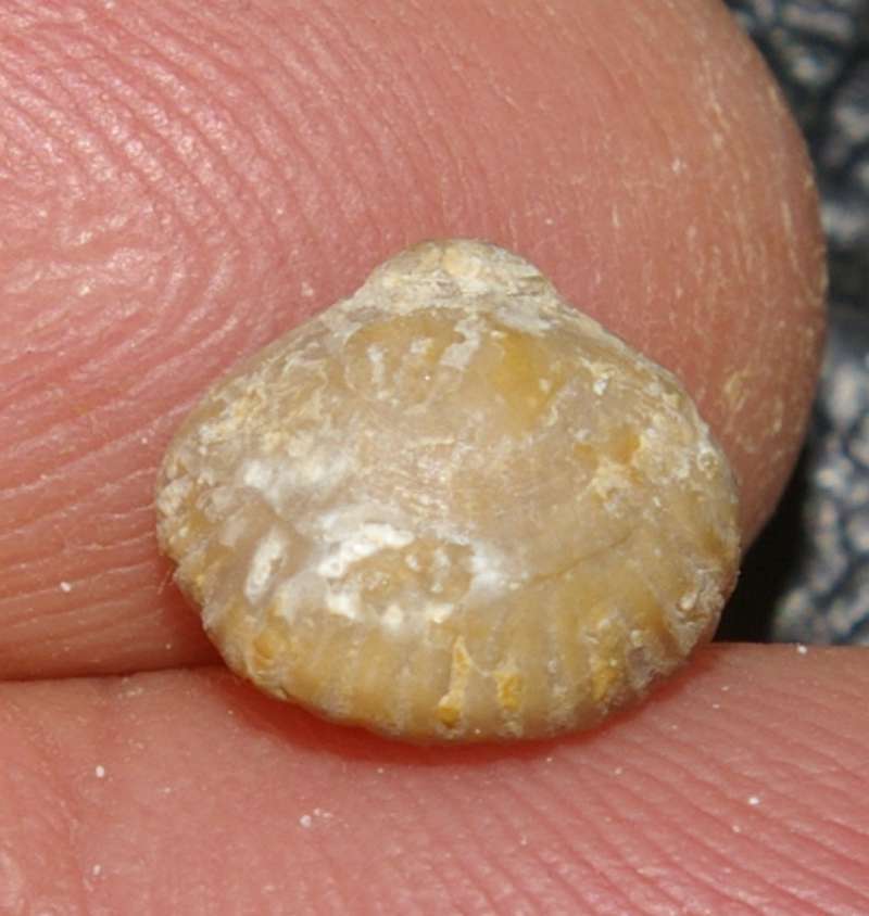  Rhynchonella funiculata   