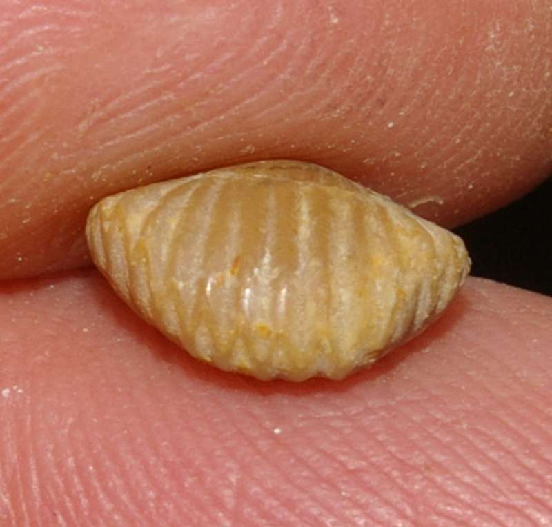  Rhynchonella funiculata   
