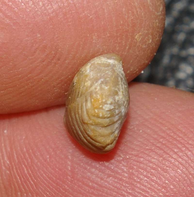  Thurmannella funiculata   