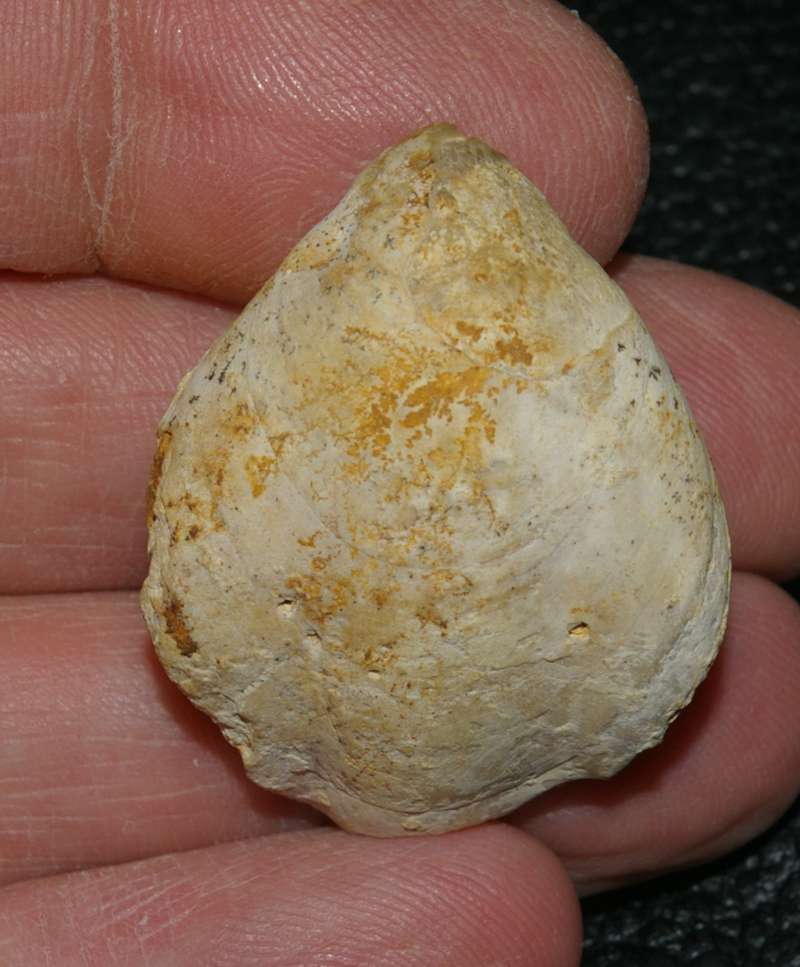  Terebratula ventricosa   