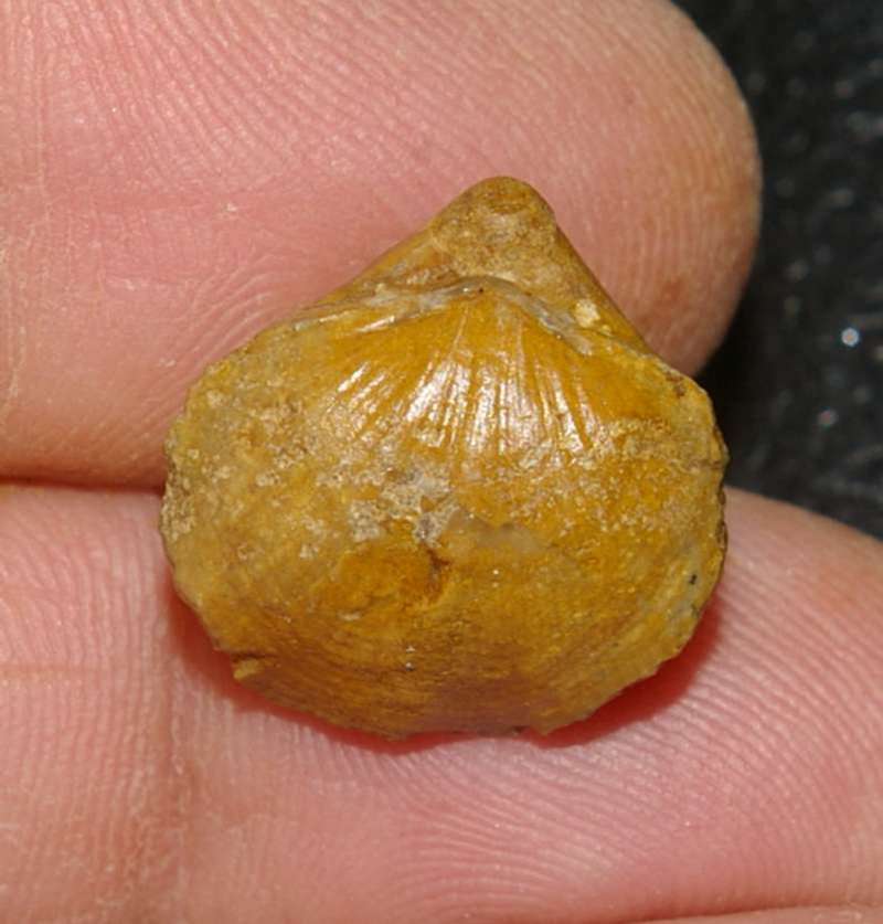  Terebratula coarctata