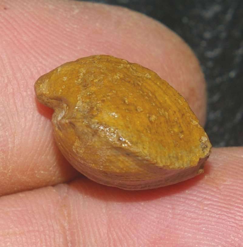  Terebratula coarctata