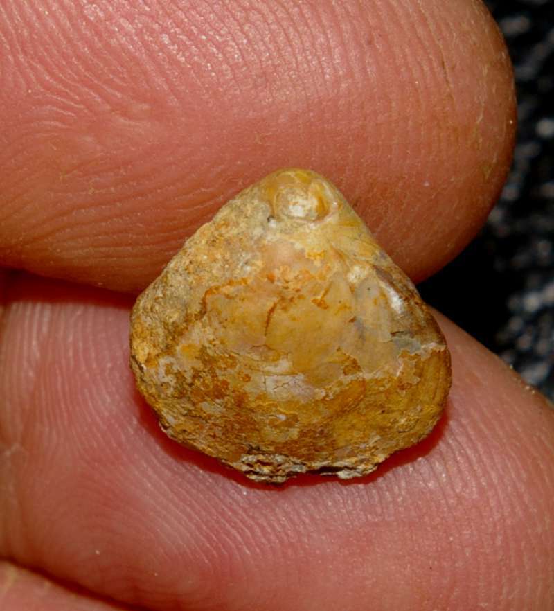  Waldheimia emarginata
