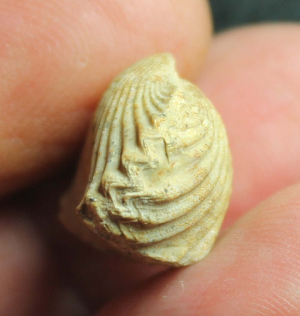  Rhynchonella pulchra