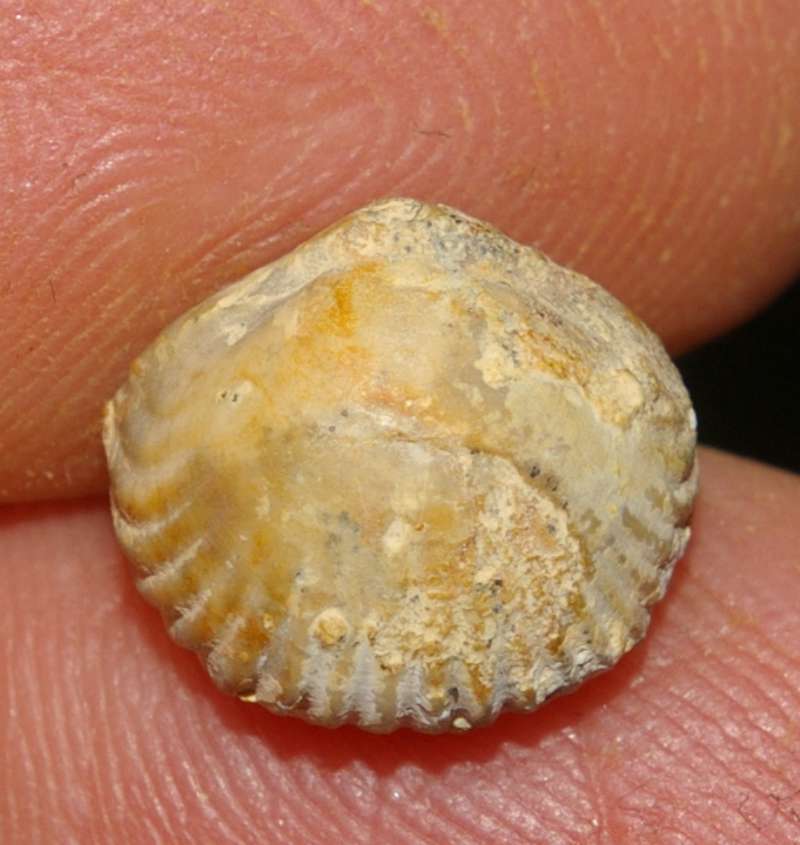  Rhynchonella concinna