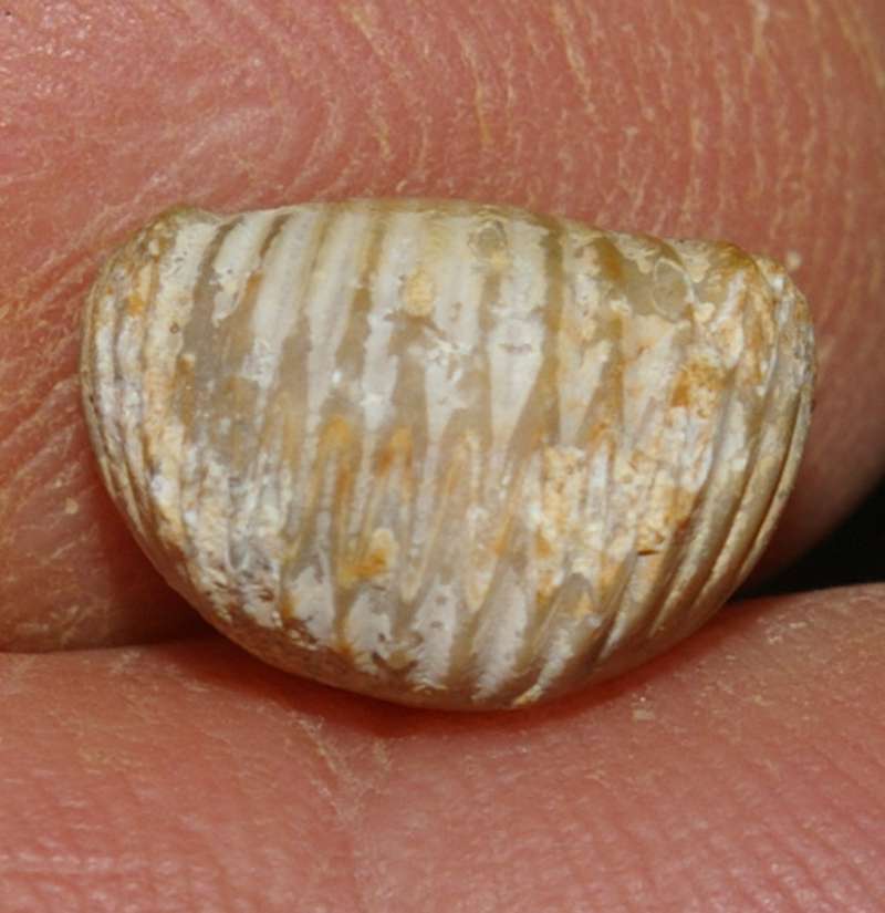  Rhynchonella concinna 
