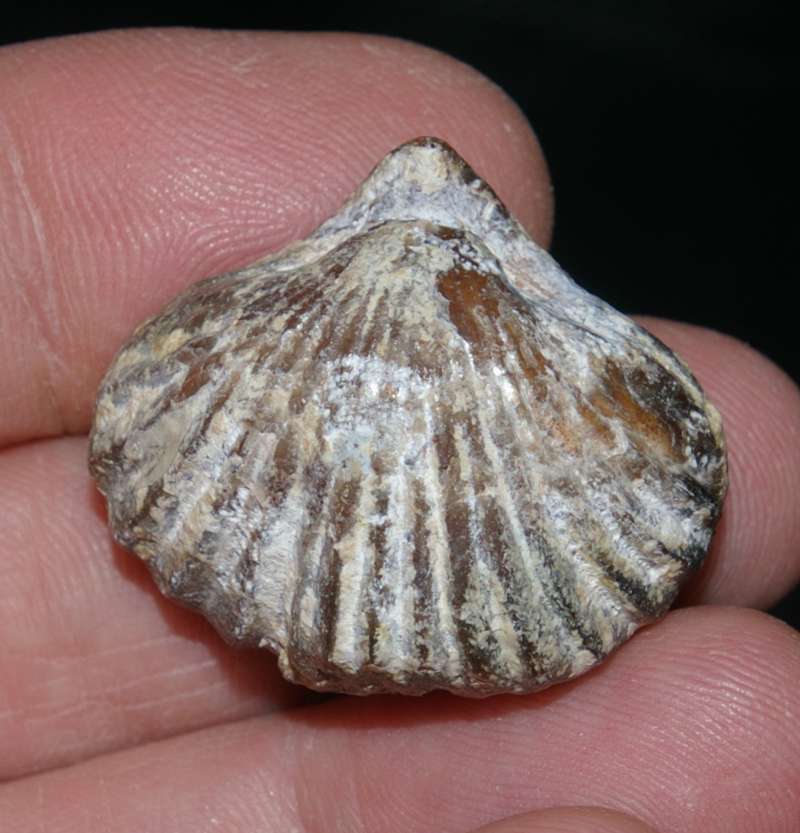 Lacunosella multiplicata
