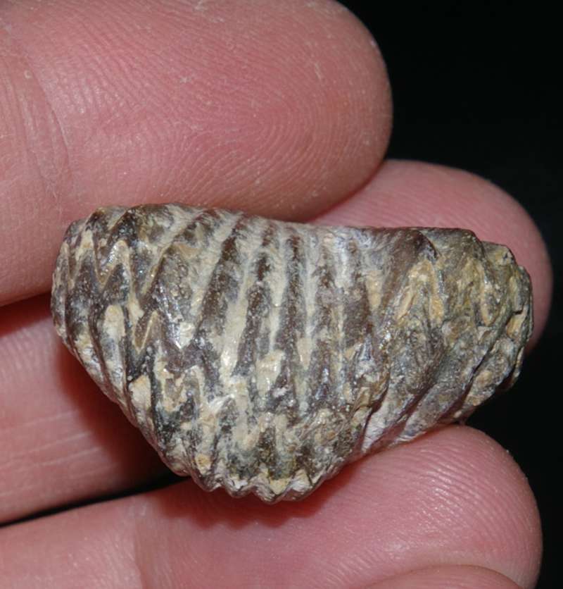 Kimmeridgian brachiopod