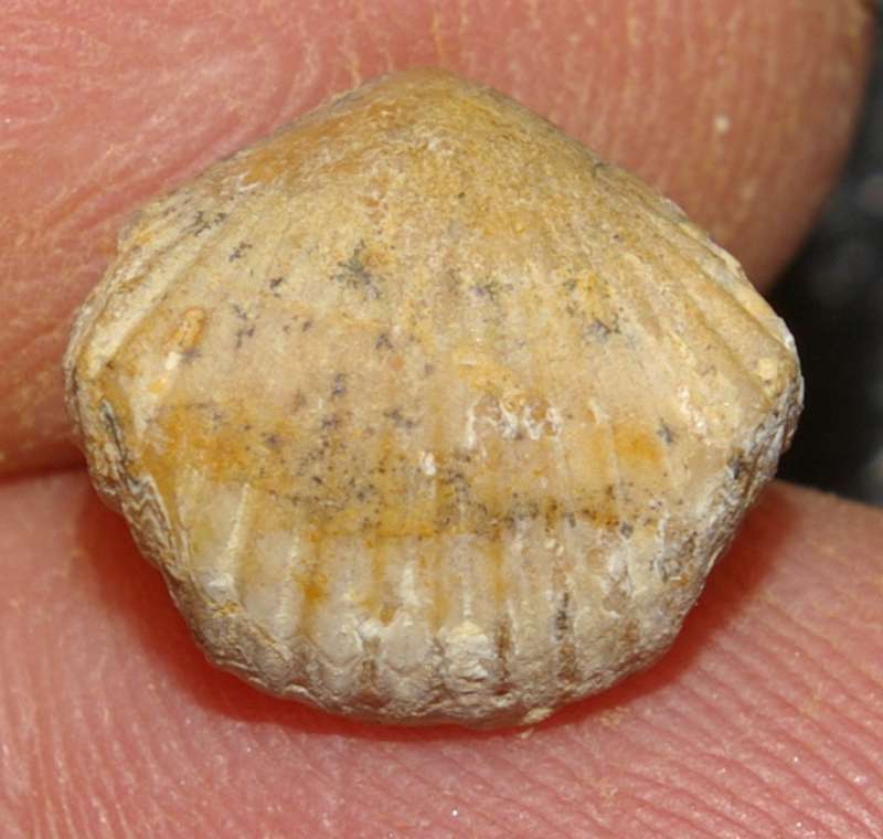  Rhynchonella varians