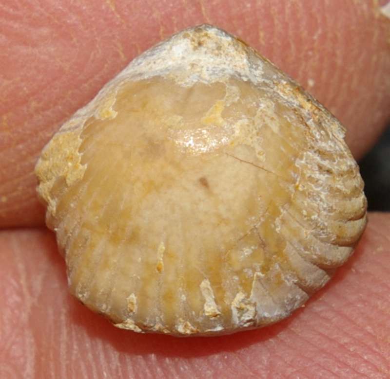  Rhynchonella varians