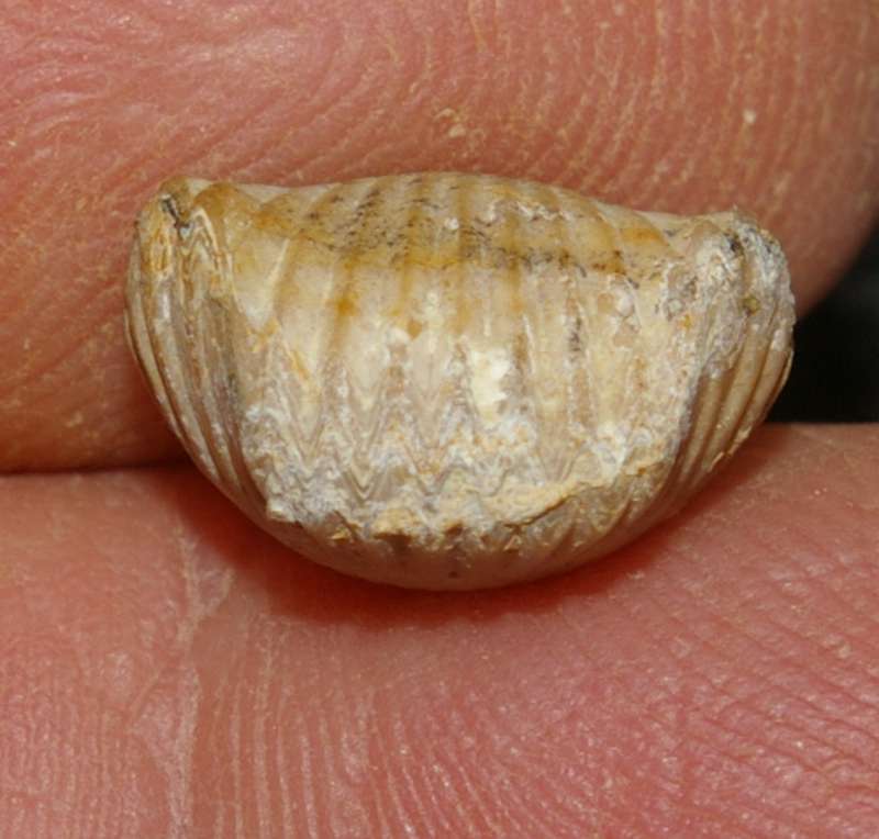  Rhynchonella varians 