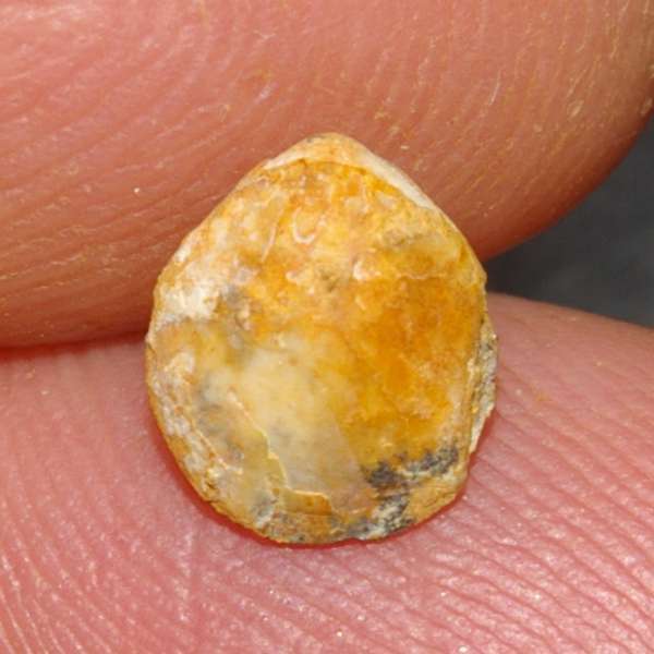  Balin Oolithe brachiopod
