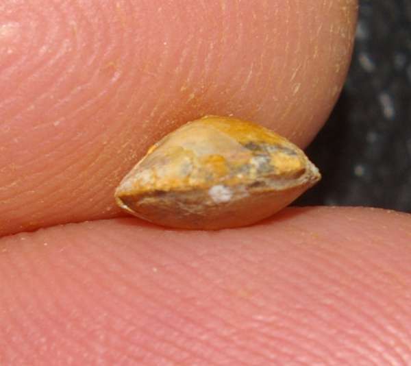  Balin Oolithe brachiopods 
