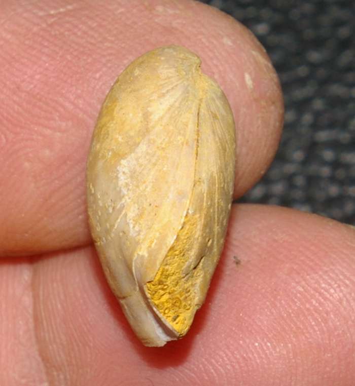  Morrisithyris aargauensis
