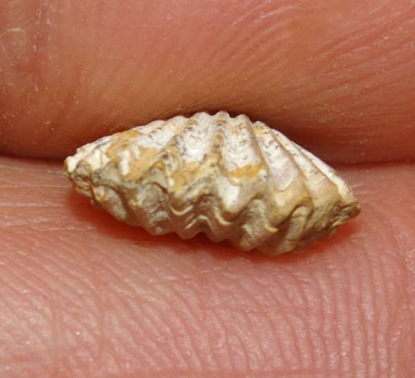  Rhynchonella palma 