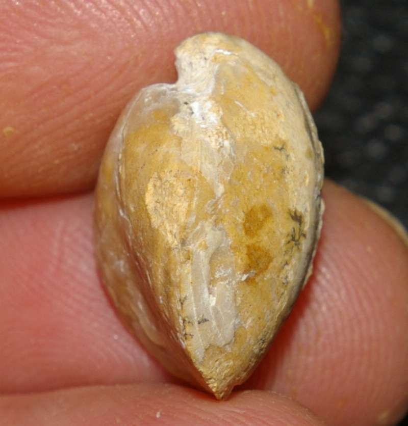  Waldheimia haueri