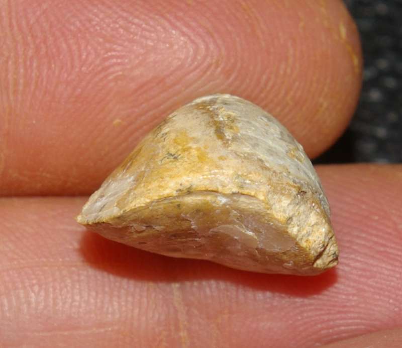  Waldheimia haueri 