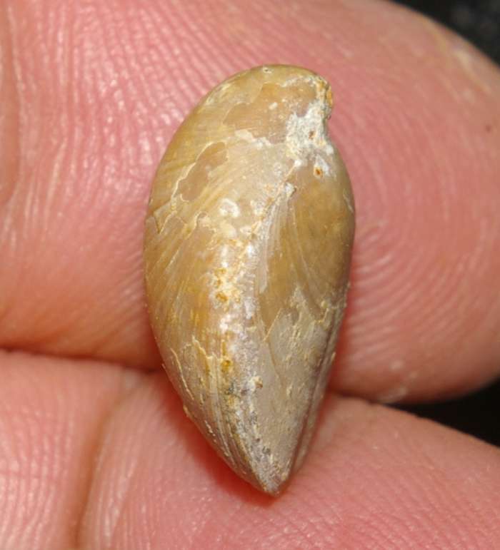  Waldheimia emarginata