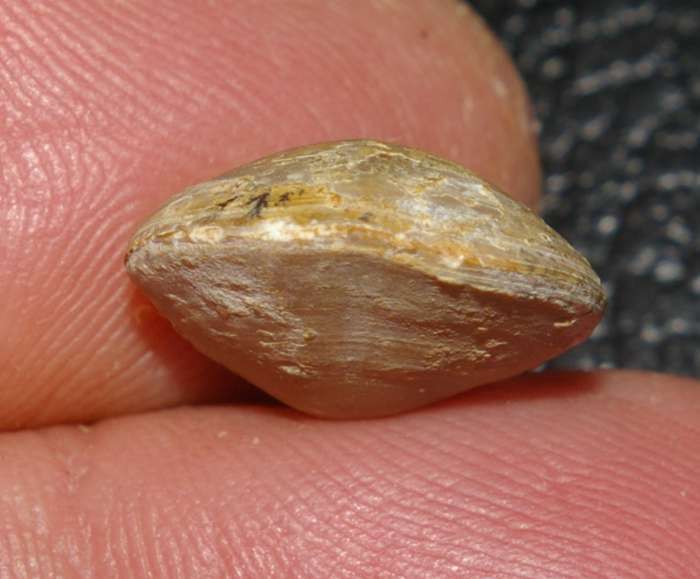  Waldheimia emarginata 