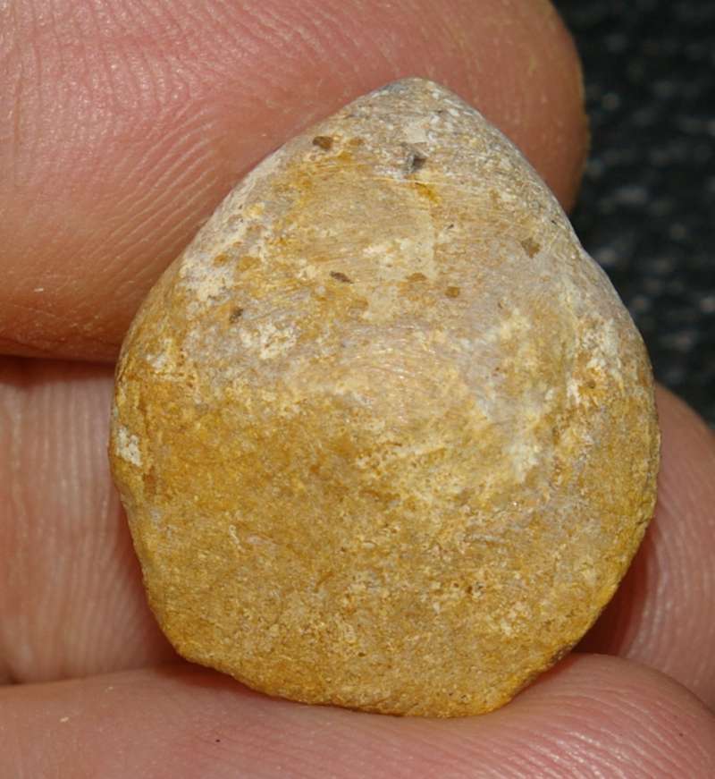  Terebratula