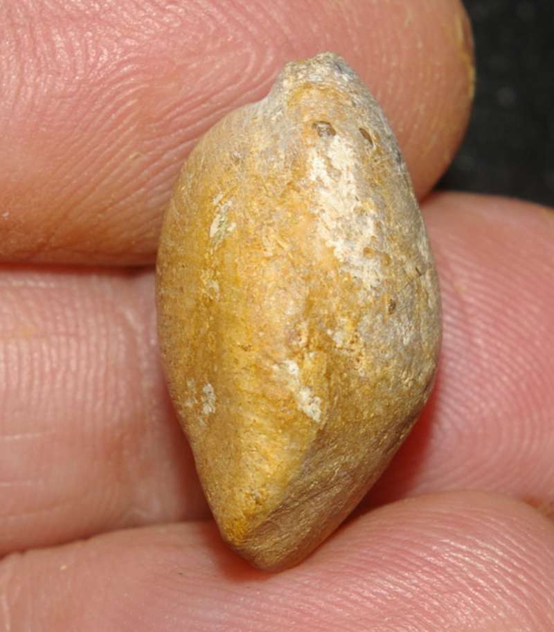  Terebratula