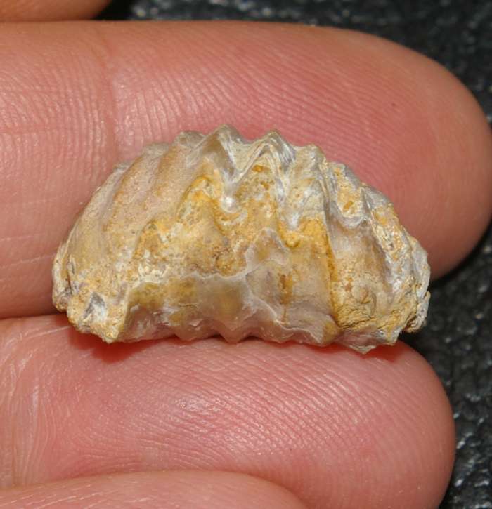  Rhynchonella dumortieri 
