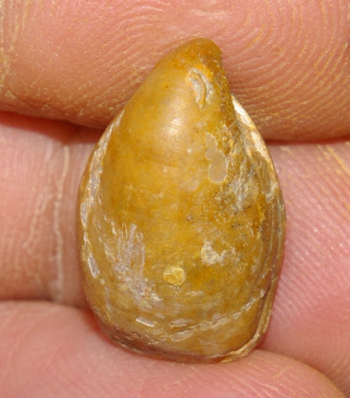   Waldheimia pala